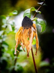 Bl&uuml;ten im Herbst