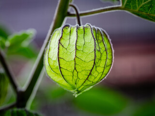 Physalis