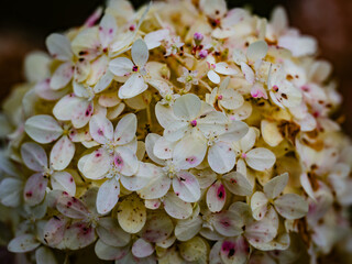 Bl&uuml;ten im Herbst