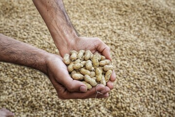 hands holding graundnuts with graundnut in backgraund
