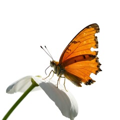Obraz premium Vibrant orange butterfly with delicate wings rests on a pristine white flower petal against a clean white background, showcasing nature's beauty.