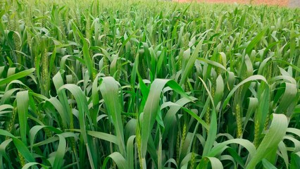 young green wheat growing on field.