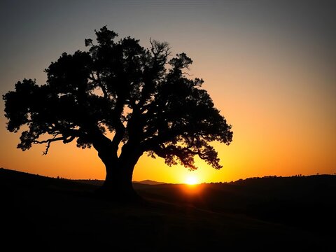 A majestic oak tree with gnarled branches stands alone on a hill, its silhouette against a sunset, evening, outdoor - Powered by Adobe