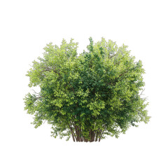 Obraz premium Vibrant Green Bush Isolated on Transparent Background with Detailed Foliage and Natural Light Highlighting Texture