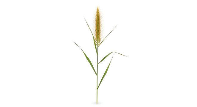 Grass stalk with seed head with transparent background - Powered by Adobe