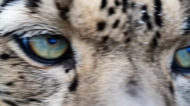 Snow Leopard Eye Staring Intensely Closeup