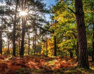Obraz premium Sun rays stream through trees in a forest during an autumn day