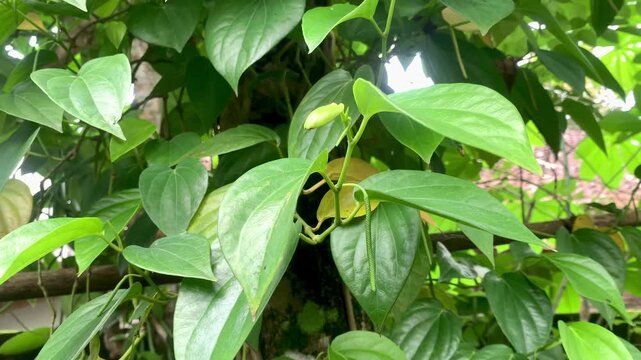 Lush Green Betel Leaves - A Close-Up Look at Natures Beauty.