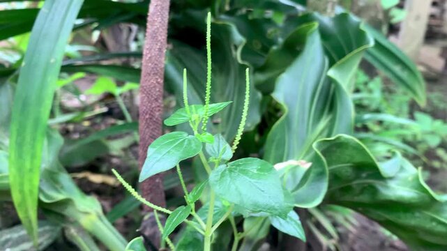 Piperaceae Plant Close-Up - A Botanical Exploration in Green.
