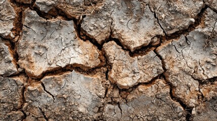 Fototapeta premium Close up of dried cracked earth texture showing dryness and environmental impact