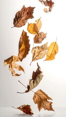 Assortment of dried leaves in varying brown and yellow hues, captured against a clean, bright white background. Leaves appear to be falling