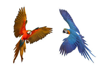Obraz premium Colorful flying Macaw parrots isolated on transparent background png file