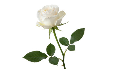 Naklejka premium Elegant White Rose Bloom Isolated On Black Background