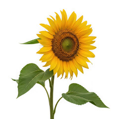 Obraz premium 3d vibrant sunflower bloom isolated on transparent background