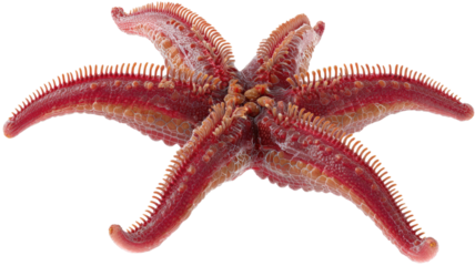 Red seastar (starfish) isolated on white background for a marine life image describing nature's aquatic animal shape