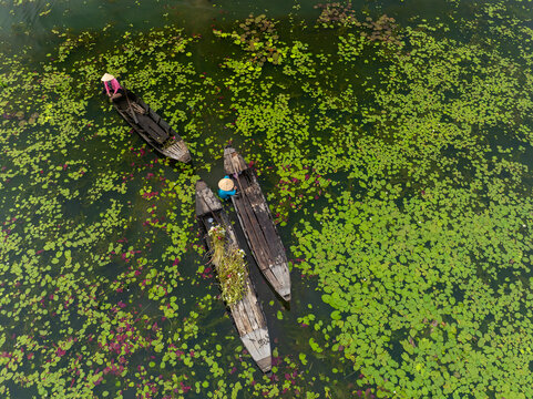 September 27, 2023: women in Long An province, Vietnam are harvesting water lilies in the fields	
