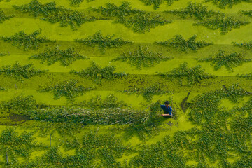 January 2, 2025: A farmer harvests vegetables in the early morning on the outskirts of Ho Chi Minh City, Vietnam.