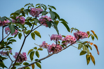 Image of pink trumpet flower, a typical flower of Ho Chi Minh city, Vietnam