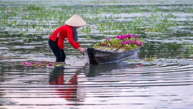 September 27, 2023: women in Long An province, Vietnam are harvesting water lilies in the fields