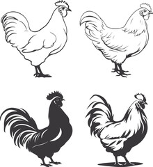 set of chicken