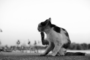 Black and White Cat Scratching Outdoors