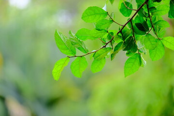 Fresh Green Leaves on Branch