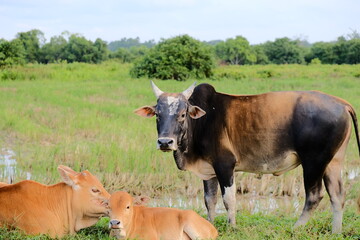 Cow and Calves Resting in Green Field