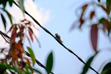 Squirrel climbing twisted black wire between colorful leafy branches