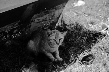 Stray cat resting under an old boat in black and white