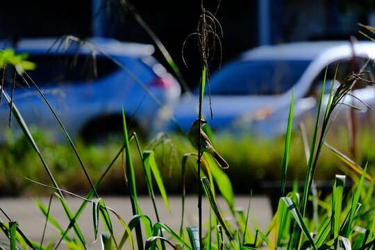 Small bird perched on wild grass near roadside under bright sunlight - Powered by Adobe