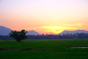 Sunset Over Green Rice Fields with Mountains and Trees
