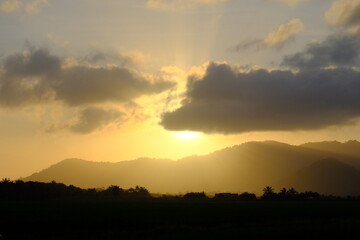 Golden Misty Sunbeams Over Lush Paddy