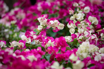 confetti, woody plant, shrub or tree with thorns
