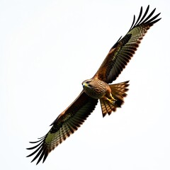Obraz premium Common buzzard soars with wings spread wide. Majestic bird of prey hunts flying high. Wild brown hawk looks forward, isolated on white background, watching carefully for next meal with sharp eyes.