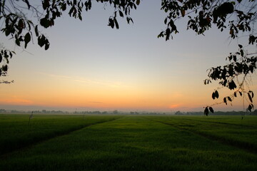 Misty Sunrise Over Paddy Fields