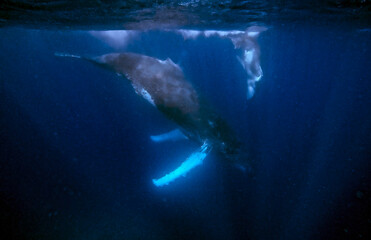 Naklejka premium Humpback whale