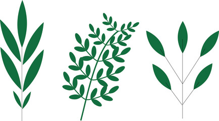 Green olive branch vector illustration design with natural foliage and floral spring leaves decoration