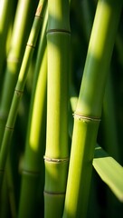 Obraz premium Generative AI vibrant bamboo stalks bathed in sunlight