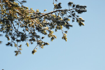Spruce branches with cones covered with snow against the blue sky. Winter. Christmas.