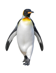 Fototapeta premium Emperor Penguin Walking Confidently Against Transparent Background in Natural Habitat