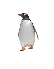 Fototapeta premium Gentoo Penguin Walking Gracefully on a Transparent Background with Playful Posture