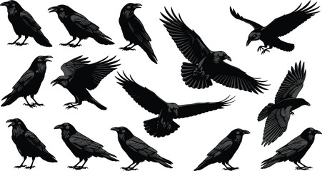Raven crow silhouettes collection, detailed bird illustrations with feather textures, flying and perching poses, black wildlife bird artwork, vector icon set for 
