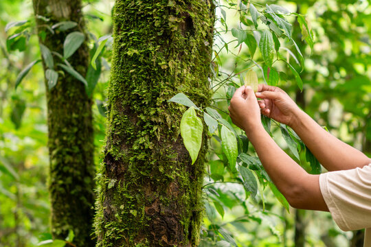 Asian male farmer with black hat is examining Piper retrofractum (cabe jawa, Balinese long pepper, Javanese long pepper, dei-phlei, deebplee) in the garden