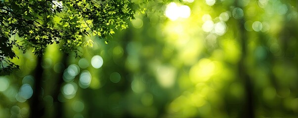 Vibrant green forest scene with sunlit bokeh effect, leaves, and natural light