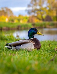A mallard duck rests in vibrant green grass, its colorful plumage catching the light near a serene pond and blurred trees