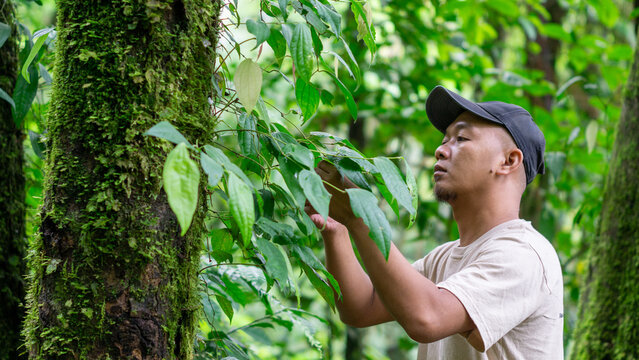 Asian male farmer with black hat is examining Piper retrofractum (cabe jawa, Balinese long pepper, Javanese long pepper, dei-phlei, deebplee) in the garden