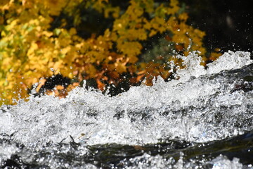 Autumn leaves above flowing river water in , Japan