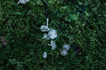 Cluster of tiny forest mushrooms on green moss