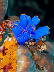 Blue Sea Squirt Tunicates Attached to Reef Substrate Underwater