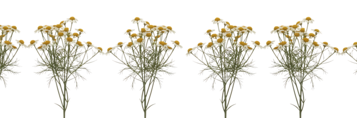 Abstract floral arrangement of delicate yellow flowers and green stems isolated on transparent background